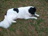 Franzi im Feld 17März11 012.jpg